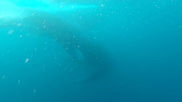 Sardine Run 2023 South Africa. Best inspiration for artist, great adventure! Whales смотреть онлайн