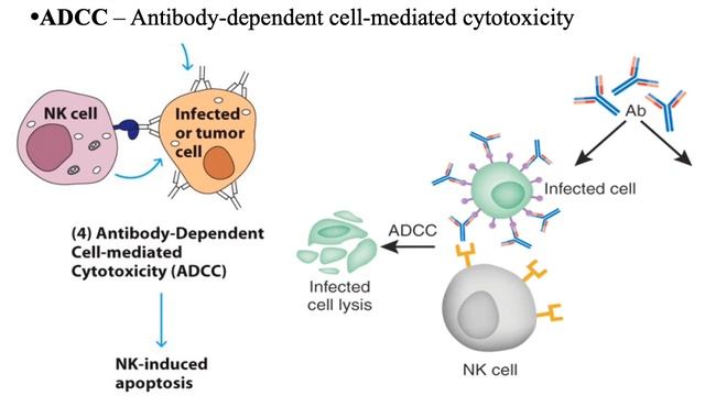BIOL3530 Unit2-Adaptive Immunity And B Cells Part2