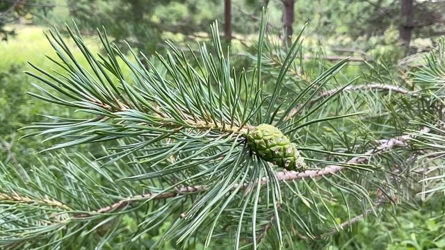 Сосна обыкновенная - дерево здоровья смотреть онлайн
