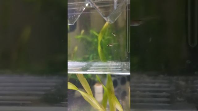up date on baby guppy fry just fed them copepods смотреть онлайн