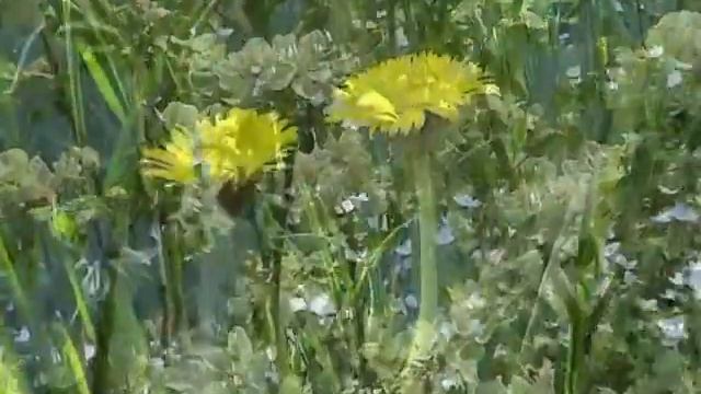 Сади цвітуть смотреть онлайн