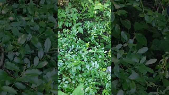 Растения заброшенного аптекарского огорода: василек лекарственный, липтосперум, осока итальянская