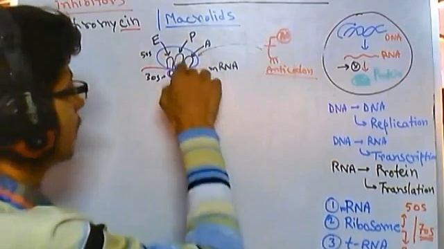 50s ribosome inhibitor mode of action смотреть онлайн