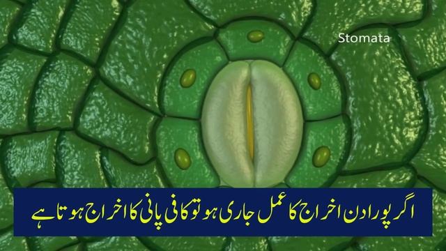 Role Of Potash In Plant | Importance Of Potash | Urdu | Hindi