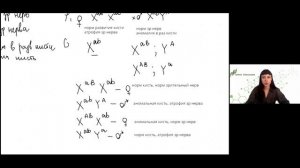 Генетическая задача на псевдоаутосомные участки БИОЛОГИЯ ЕГЭ 2024 Рохлов Вариант 2