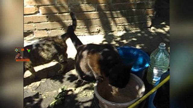 Очень вкусная свежая вода прямо из ведра Мотя Буся Лапочка #cat #pusa #кот смотреть онлайн