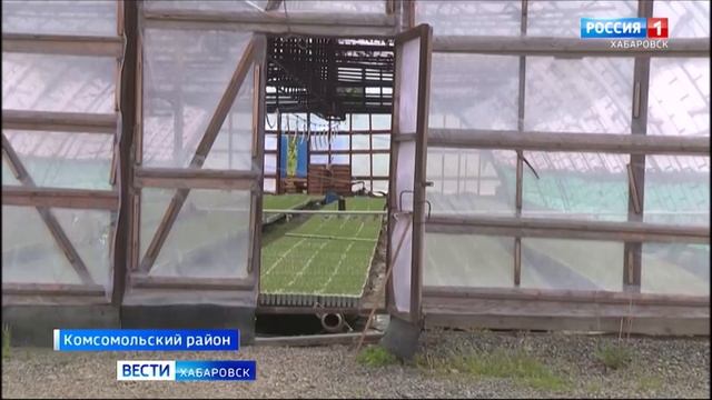 Около семи тысяч гектаров тайги высадят в Хабаровском крае в этом году смотреть онлайн