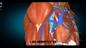 CИСТЕМА ВЕРХНЕЙ ПОЛОЙ ВЕНЫ. Непарная вена или Vena Azygos.