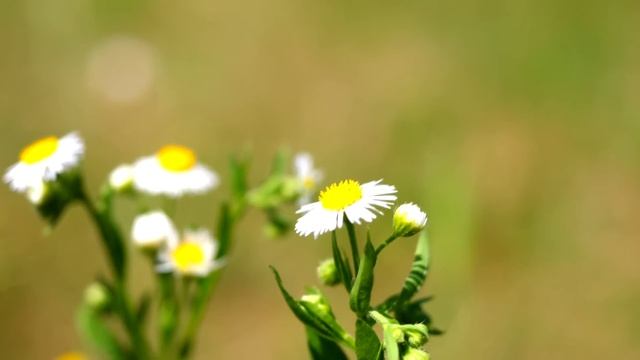 Дед рыдал над гробом внучки, но учуяв неладное, попросил вскрыть его, и то что он увидел –ШОКИРОВАЛ смотреть онлайн
