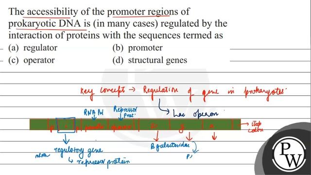 The Accessibility Of The Promoter Regions Of Prokaryotic DNA Is (in Many Cases) Regulated By The...