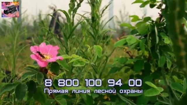 День образования авиалесоохраны России7 июля смотреть онлайн
