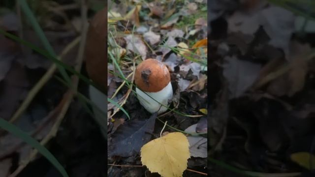 Сбор 27 сентября 2022 #грибы2022 #московскаяобласть #природа