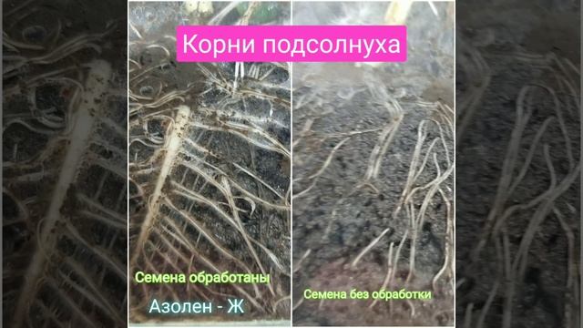 Биопрепорат Азолен Ж. Можно заказать по тел 89624087507 смотреть онлайн