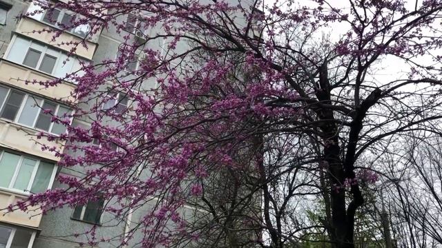Цветущий Краснодар. 18.04.2019г. смотреть онлайн