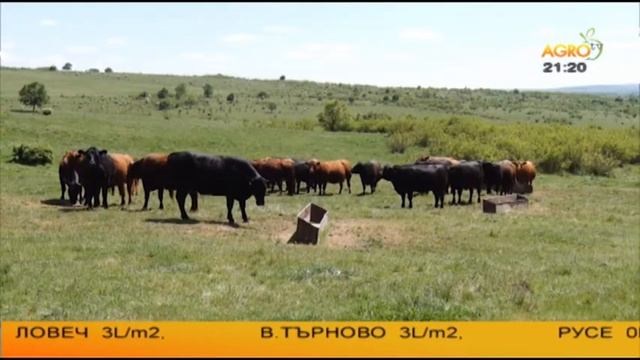 Годишнина от създаването на Асоциацията за развъждане на месодайни породи говеда