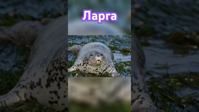 Ларга #тюлень #тюлени смотреть онлайн