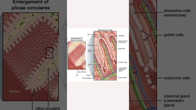 Part4 Endocrine Glands Of Vertebrates Chordata #upscaspirent #tgtpgtexam #csirnet  #zoology