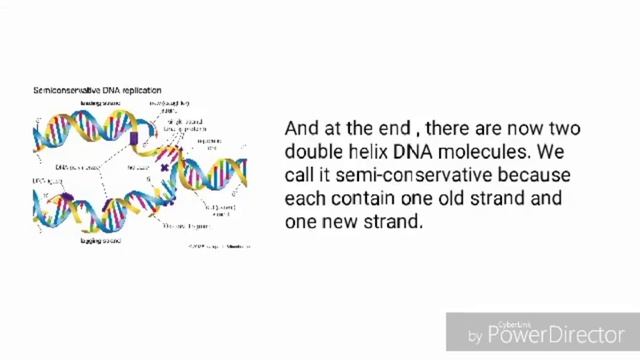 DNA replication, transcription, and translation ~ Maple смотреть онлайн