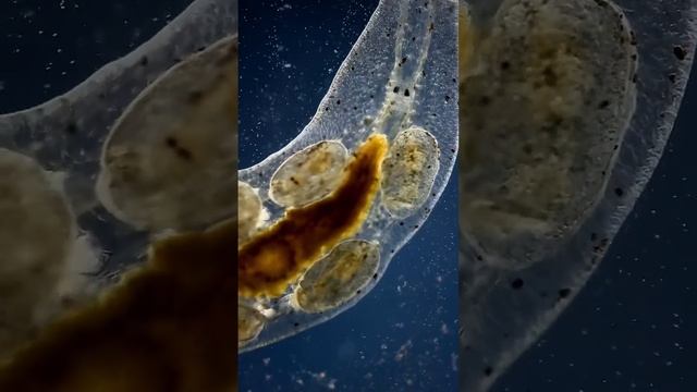 Flatworms Are The COOLEST! #microscope #science