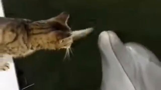 ЗАБАВНЫЕ ДЕЛЬФИНЫ..... смотреть онлайн