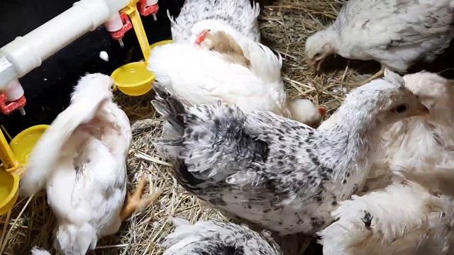 Весна совсем близко! #цыплята #chick #chicken #февраль #курынесушки #творог #сено смотреть онлайн