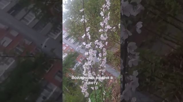 Войлочная вишня