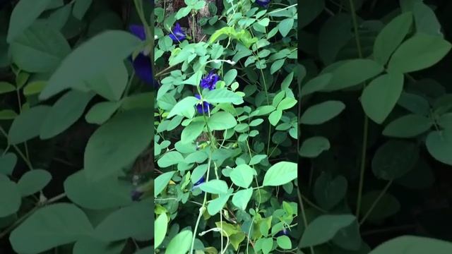 Beauty of a butterfly pea vine 💙 смотреть онлайн