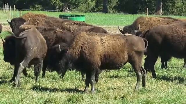 Bison and Water Buffalo - Island Bison Ranch смотреть онлайн