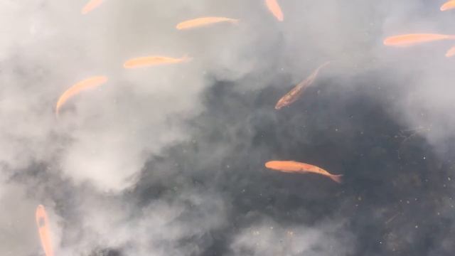Reflections (haiku) смотреть онлайн
