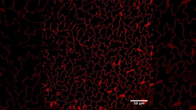Z-Stack de tejido vegetativo de Arabidopsis thaliana смотреть онлайн