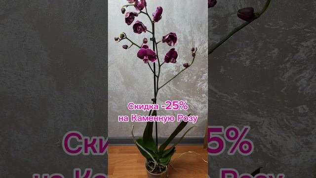 Забронируйте по скидке 1500 руб чудеснейшее растение Каменная Роза группе ВК #цветы #orchid #обзор смотреть онлайн