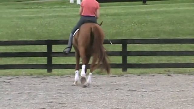 Rowan 2009 Hanoverian Mare by Rienzi x Donnerhall x Feiner Stern смотреть онлайн