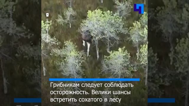 В заказнике «Мшинское болото» запечатлели прогулку лося