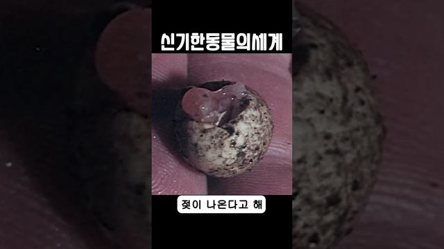 알을 낳아 기르는 원시적인 포유류? 
