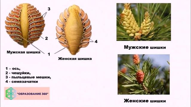 Голосеменные и Покрытосеменные смотреть онлайн