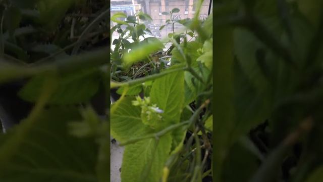 С латонии пример берет крапивка - тоже зацвела вдруг не по сезону. Они все у меня крези Цветут зимо смотреть онлайн