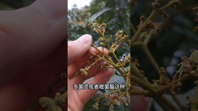 荔枝謝花後及時打2，4 d和蕓苔素內酯+磷酸二氫鉀+殺蟲殺菌保果 2,4 d of lychee flowering and hydridine lactone， to preserve frui смотреть онлайн