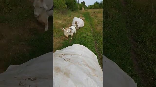 10 июля 2024 г. хуторская жизнь онлайн как есть. болотное реалити шоу на задворках вселенной