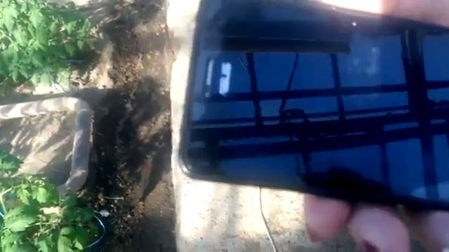 Как проверить работу шмелей в теплице ( видео 3)