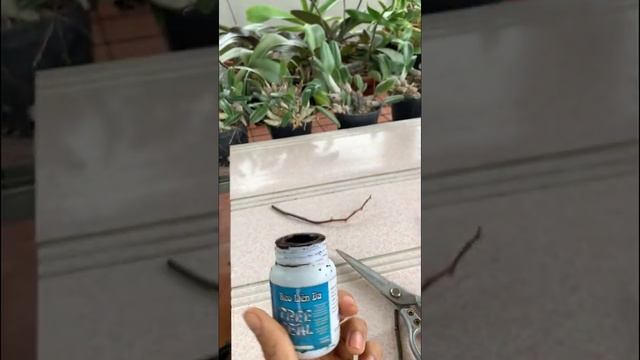 Watering Potatoes For Orchids, Seedlings Germinating