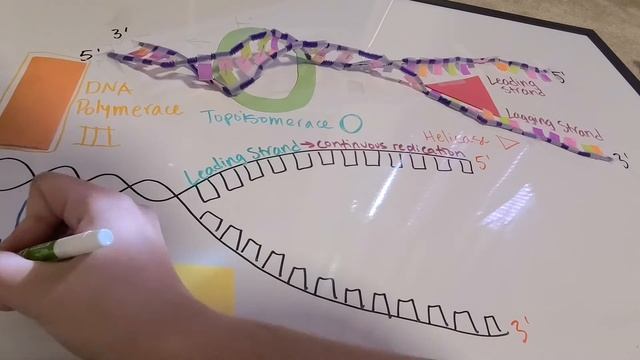 DNA Replication смотреть онлайн