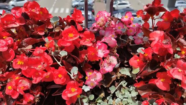 Обяснение фрагмента Мишны Брахот через Мышление Зоар. Из урока рава Цви Давид Элазар Нисанзон смотреть онлайн