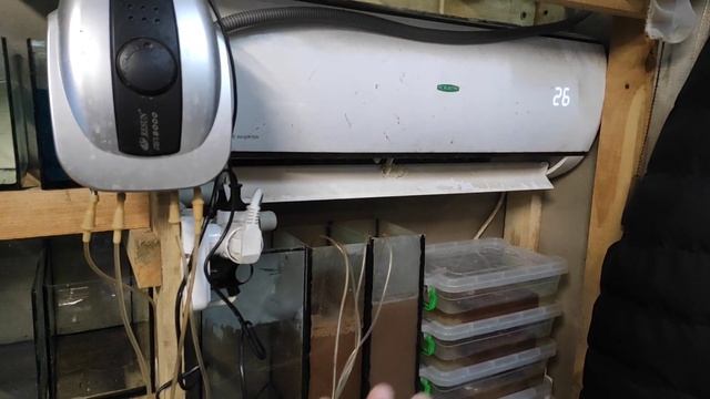 310 рыб продано. Молинезия чёрная на производ... смотреть онлайн