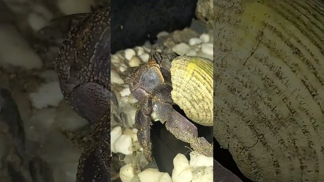 body full of sand | Hermit Crab, kelomang si Umang-umang смотреть онлайн