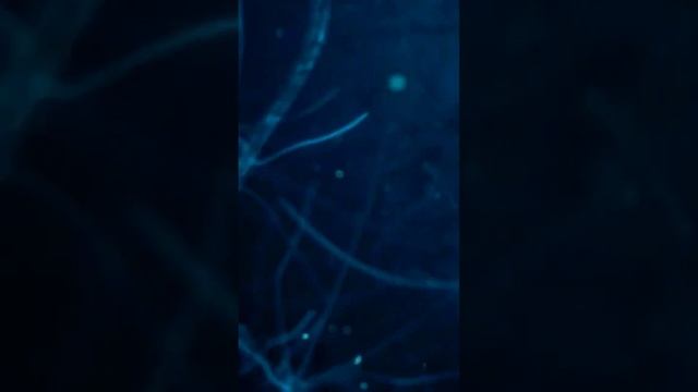 Принципы успешного мышления. Закон причины и следствия смотреть онлайн