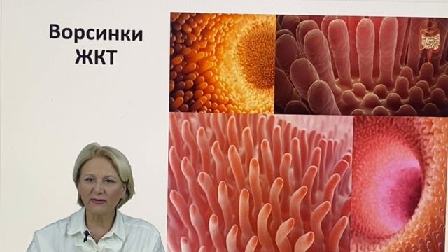 Системы ма органов пищеварения 2 смотреть онлайн