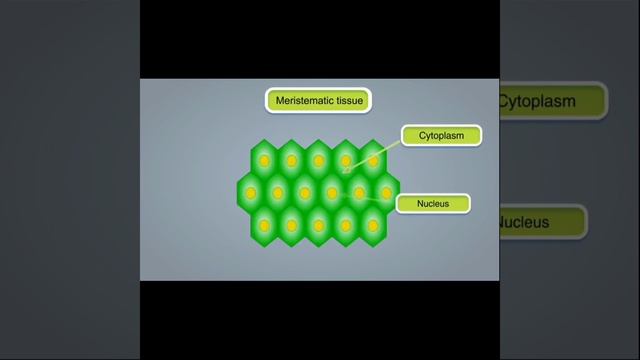 meristematic tissues class 7th ICSE