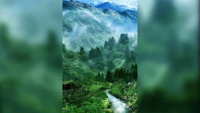 Дыхание леса