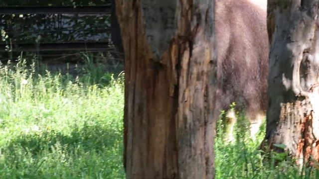 Красавец овцебык Пугачёв на прогулке перед завтраком 03.07.2023 смотреть онлайн