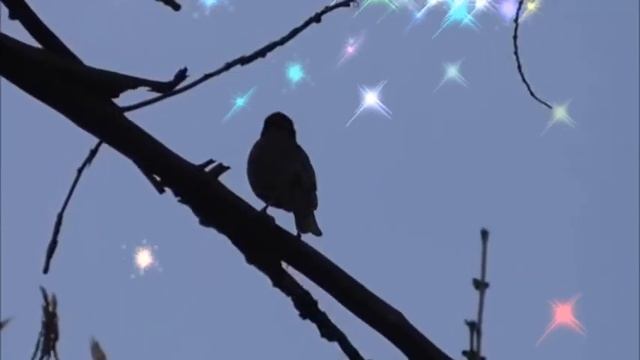 Скворцы прилетели! The starlings arrived! смотреть онлайн
